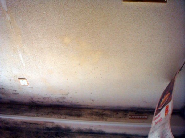 Moho y microorganismos por condensación.