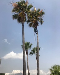 Oferta en poda de palmeras en el mes de Mayo.