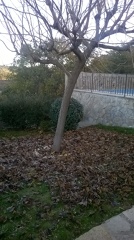 temporada de poda