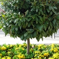 Jardineros En Palau Solita i Plegamans