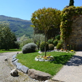 Árbol de júpiter
