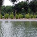 Bambú, lago