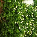 Detalle