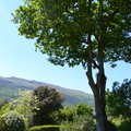 Quercus robur