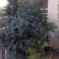 Rehabilitación de fachadas en Segur de Calafell, C/Pinar, 10