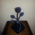 rosa