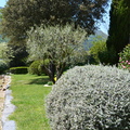 Teucrium