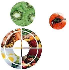 Seguridad alimentaría