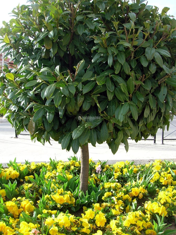 Jardineros En Palau Solita i Plegamans