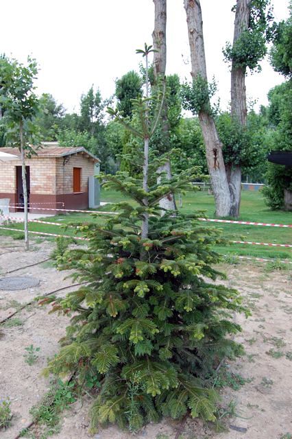 Abies nordmanniana