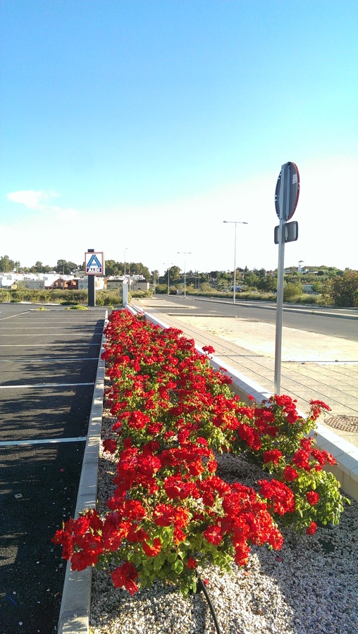 Aldi Coria 4