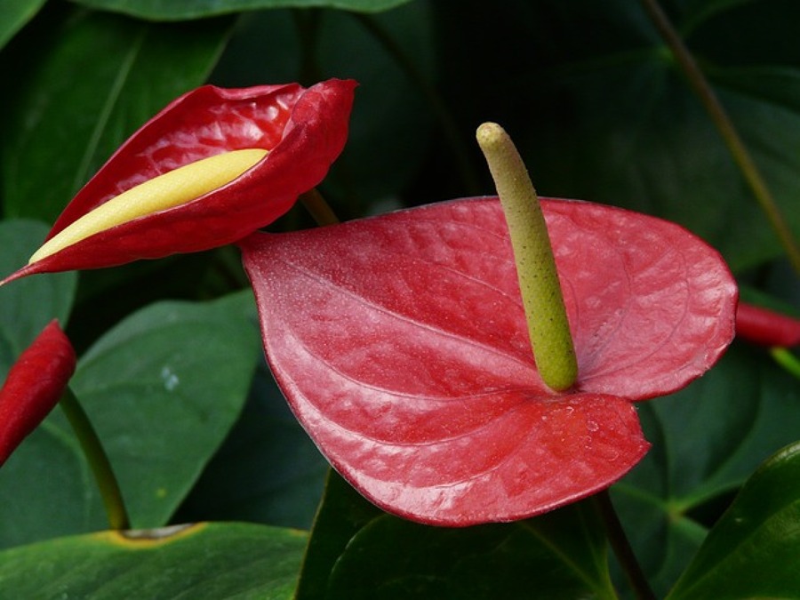 Anthurium