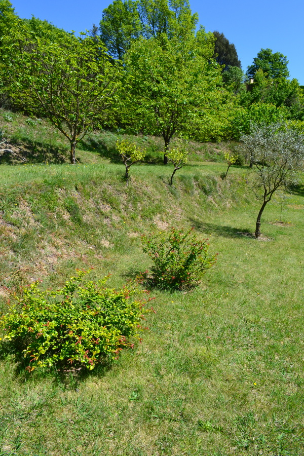 Arboles frutales