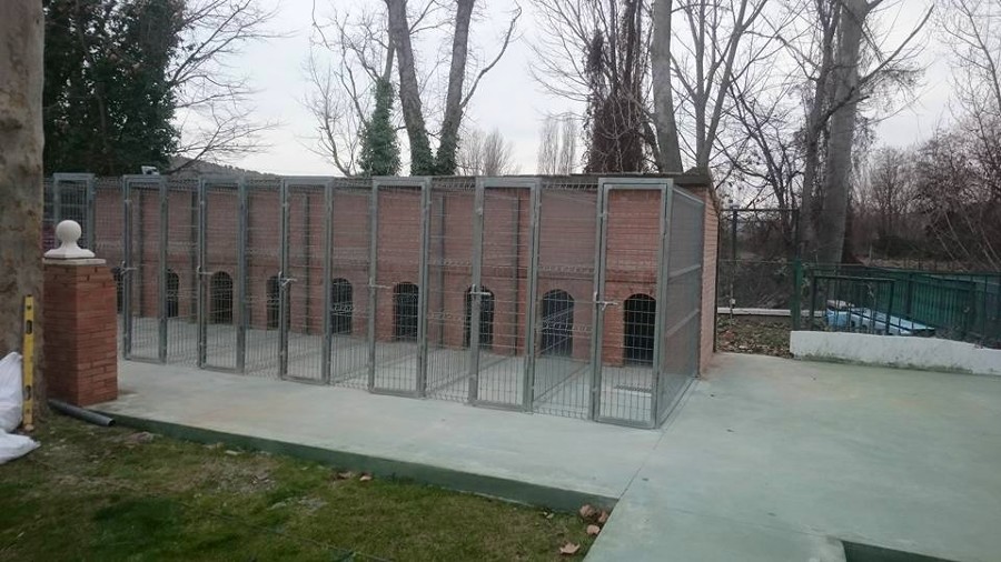 Aulas para perros 2