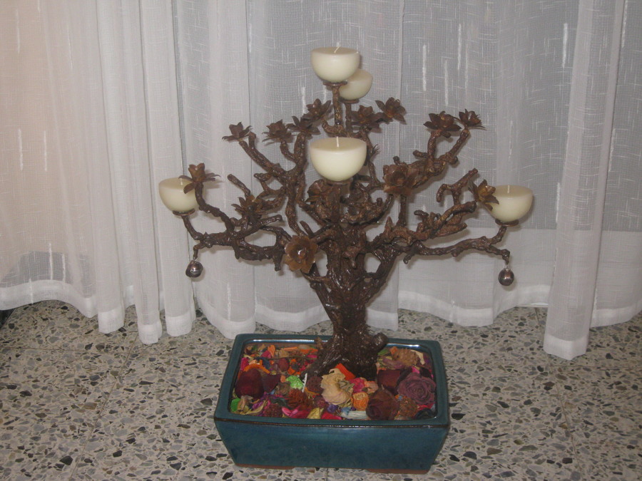 bonsai