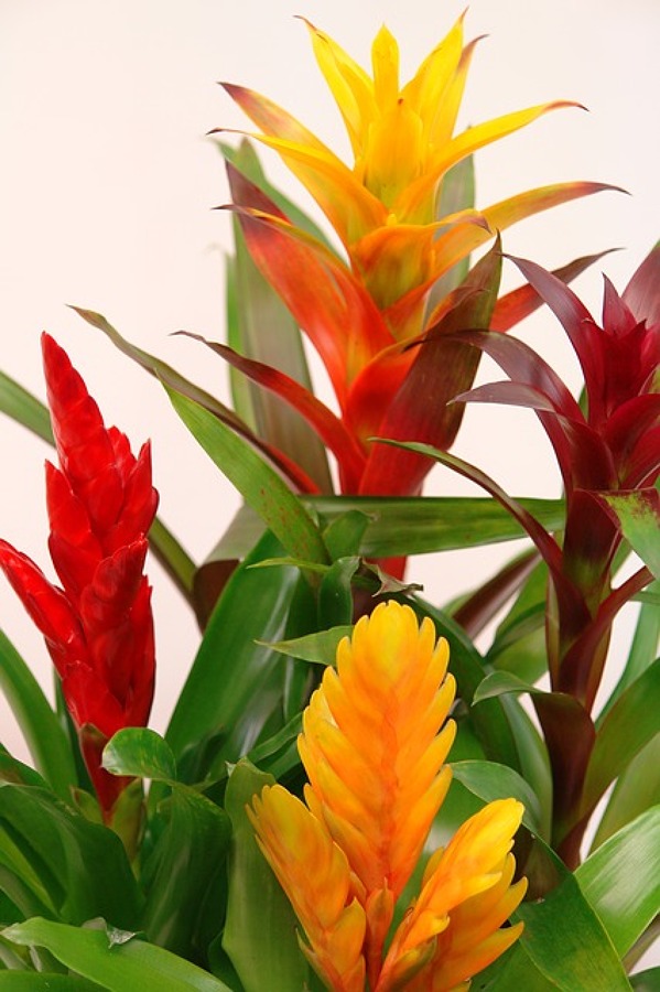 Bromelias