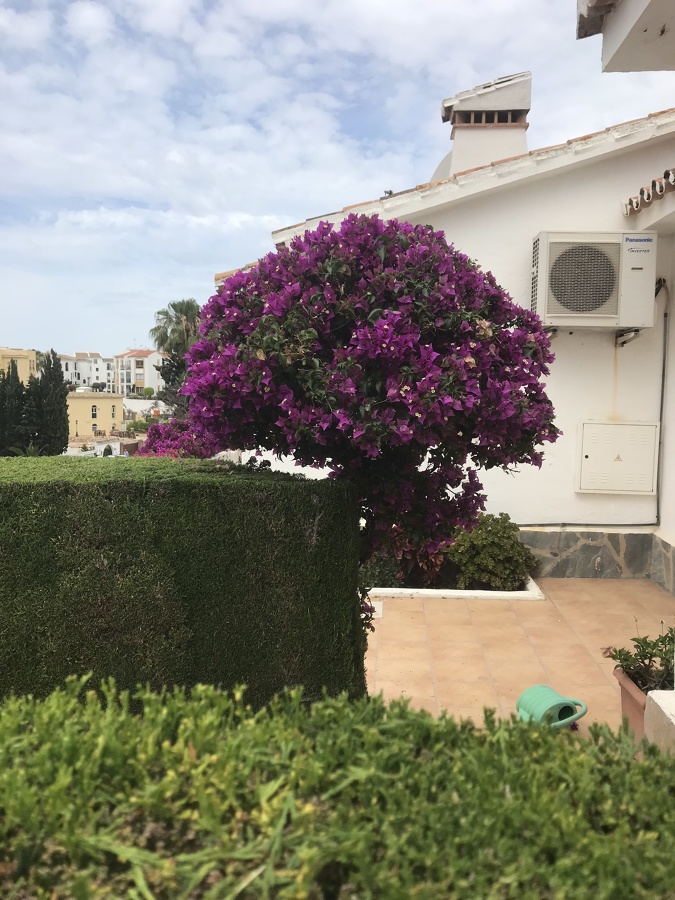 Buganvilla