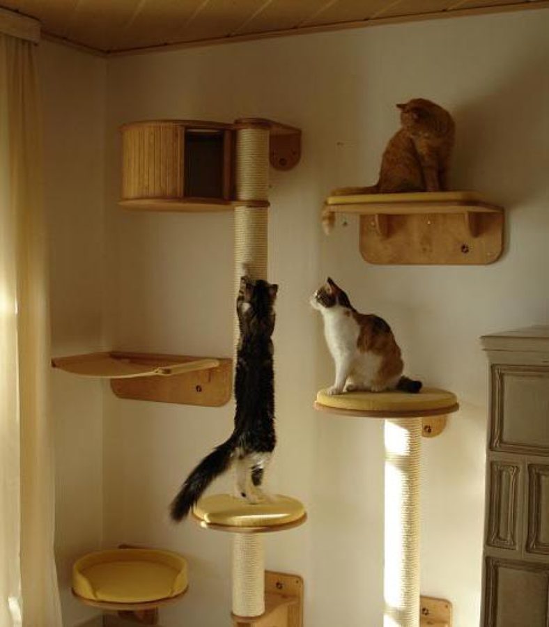 ¡"Cat"Ground!