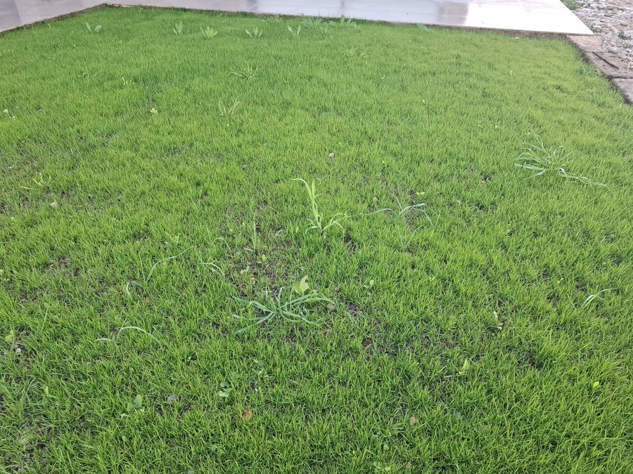 Creciendo