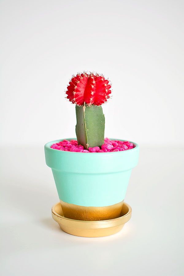 decorar con catus