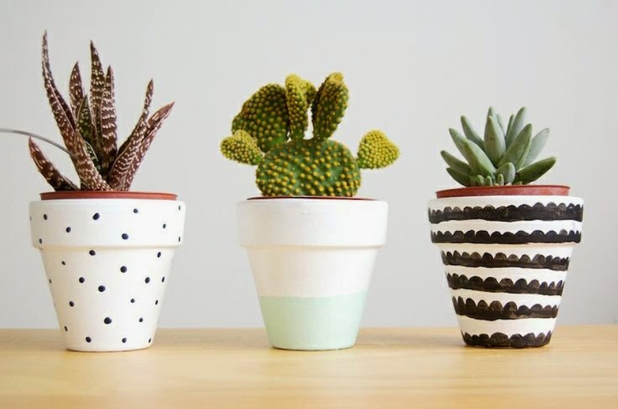 decorar con catus