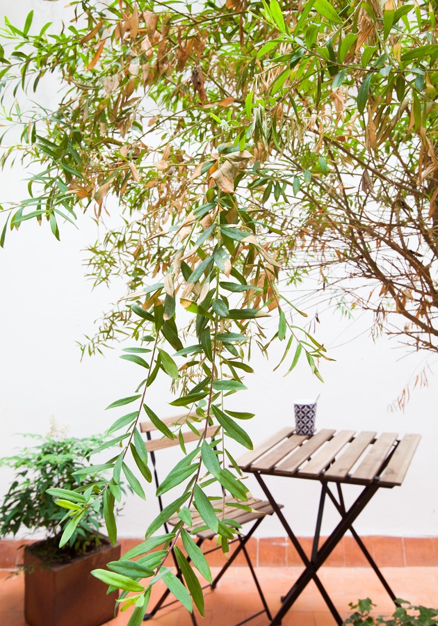 El patio