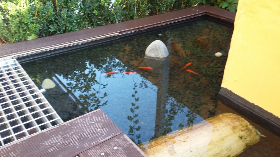 Estanque_peces cometa