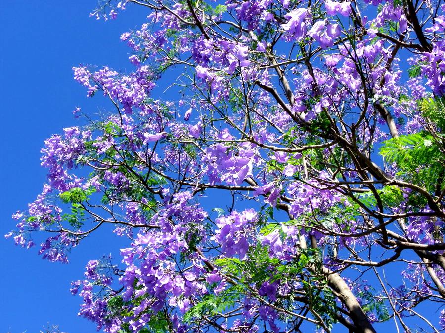 Imagenes De Flores Jacaranda | hermosa jacaranda un toque de color para tu jard 237 n Imagenes De Flores Jacaranda | hermosa jacaranda un toque de color para tu jard 237 n