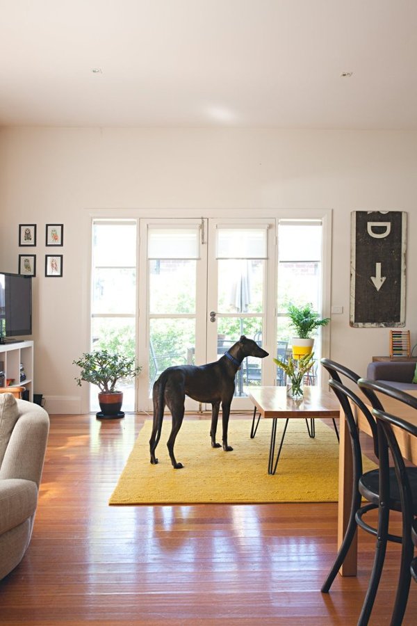 Galgo en salón