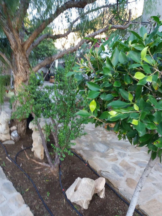 jardin