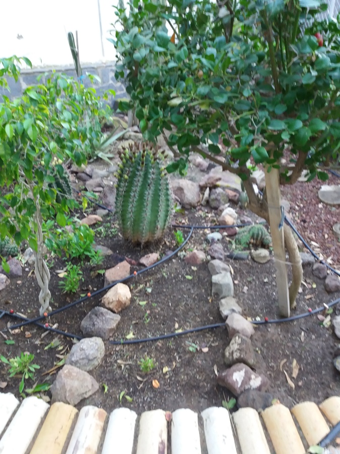 jardines