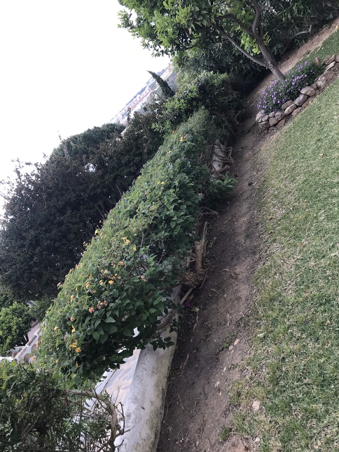 Lantana