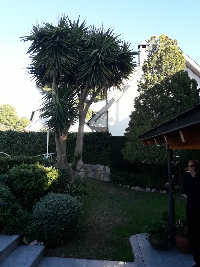 Mantenimiento Jardín ( Palmeras )