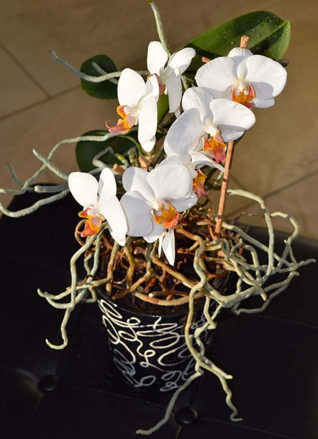 Orquidea blanca