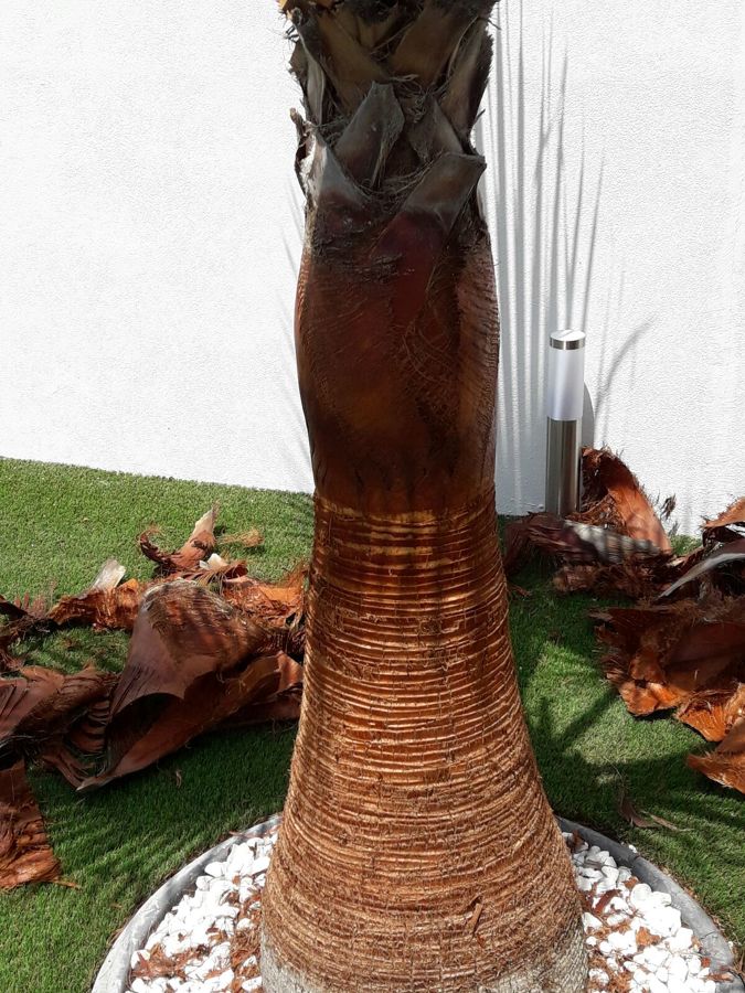 palmera