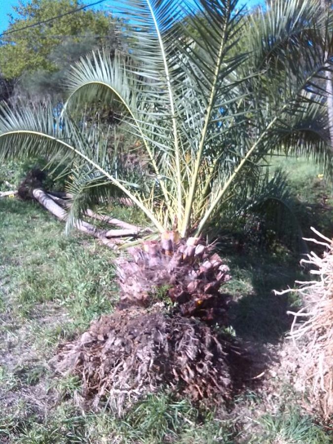 PALMERAS CANARIAS