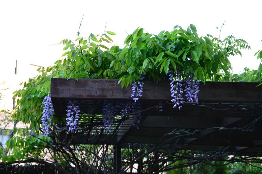 pérgola plantas