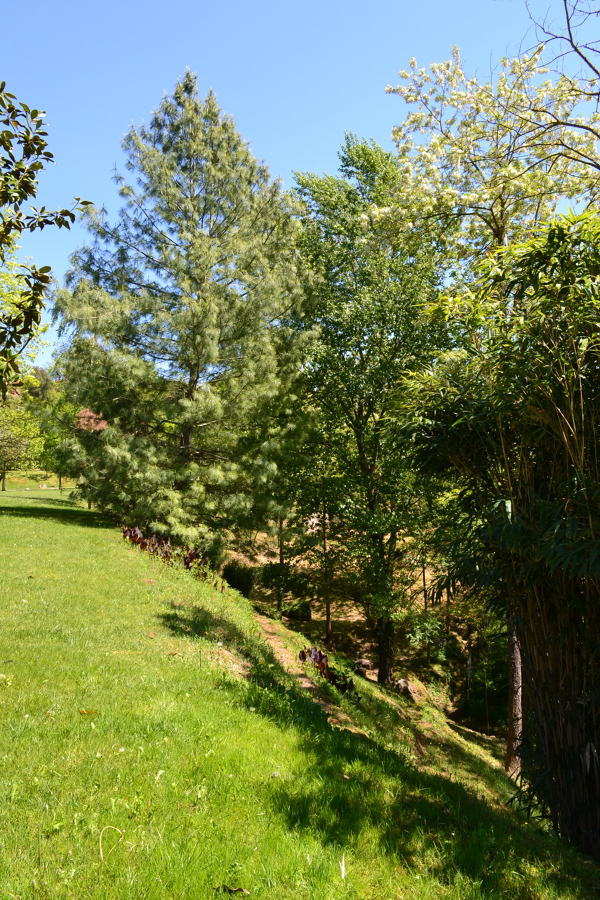 Pinus Canariensis