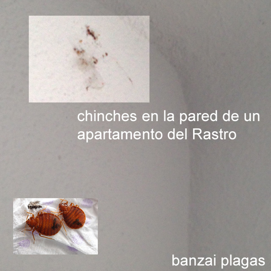 PLAGA DE CHINCHES EN EL RASTRO MADRILEÑO