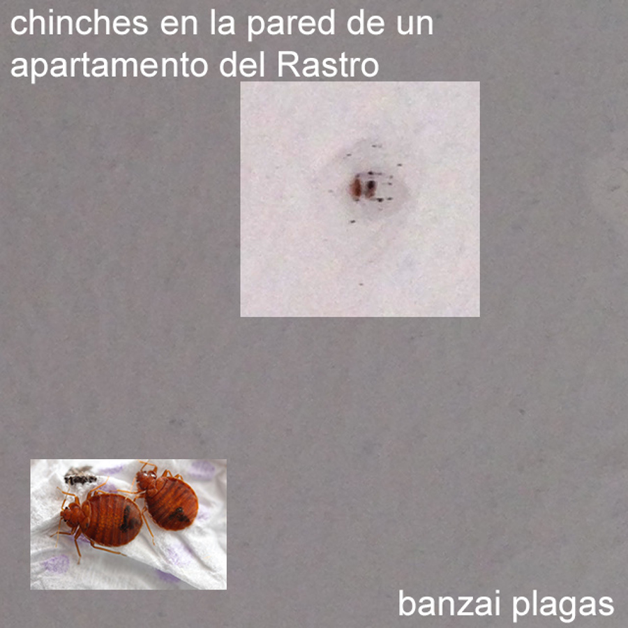 PLAGA DE CHINCHES EN EL RASTRO MADRILEÑO