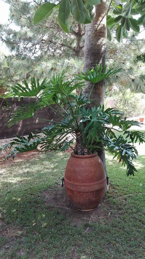 Planta de sombra