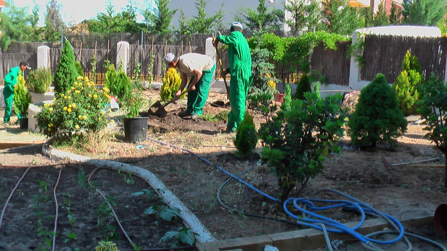 Plantando