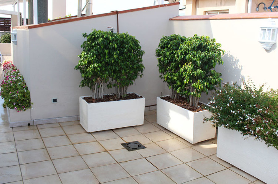 Plantas y flores