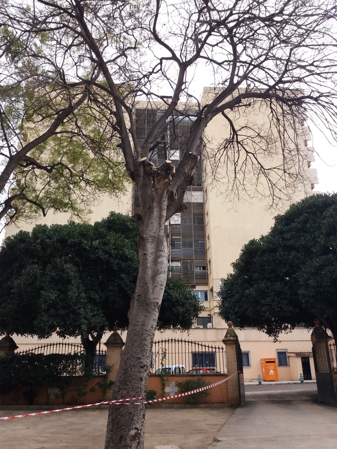 Poda  de arboles