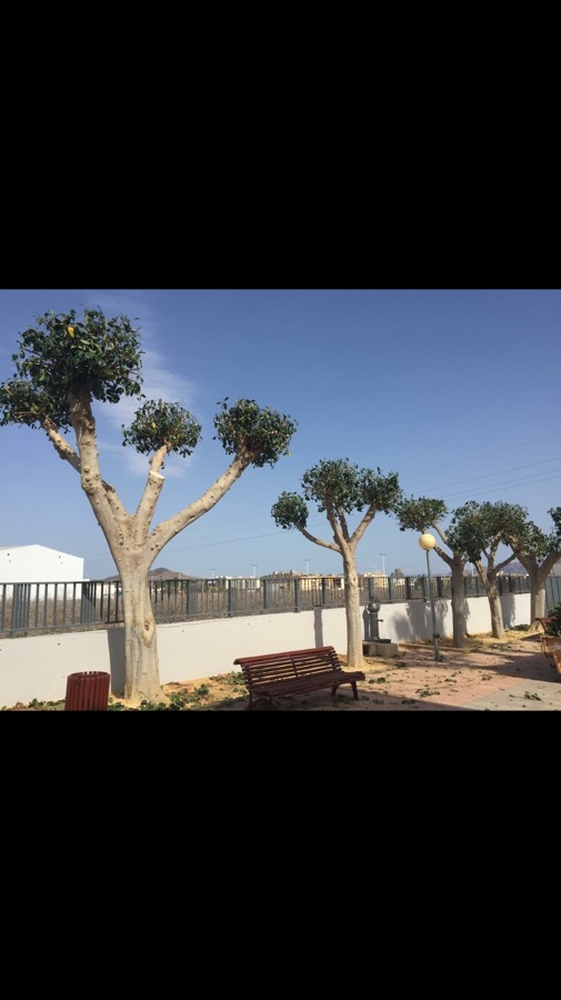Poda de ficus.