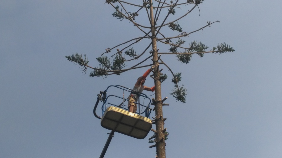 Poda de pinos
