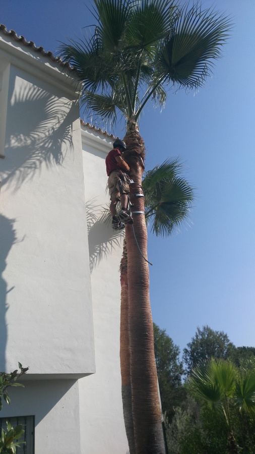Poda en altura