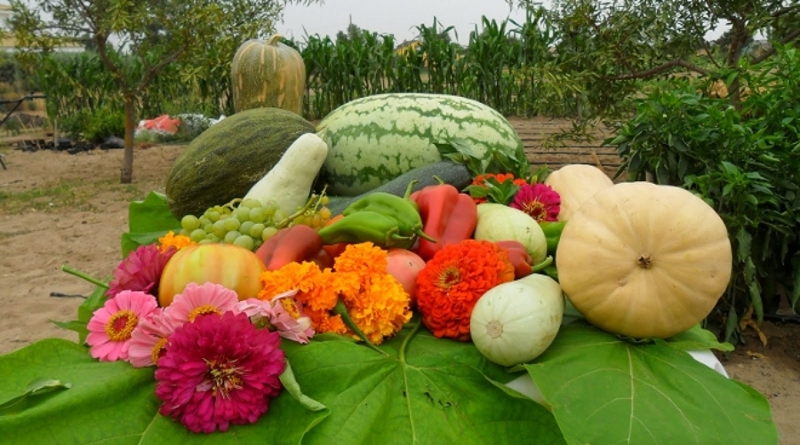 Ideas para Vegetales en Nuestro Jardín | Ideas Jardineros