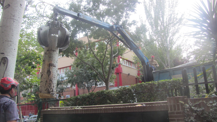 Pulpo asistiendo a la tala de uno de los chopos