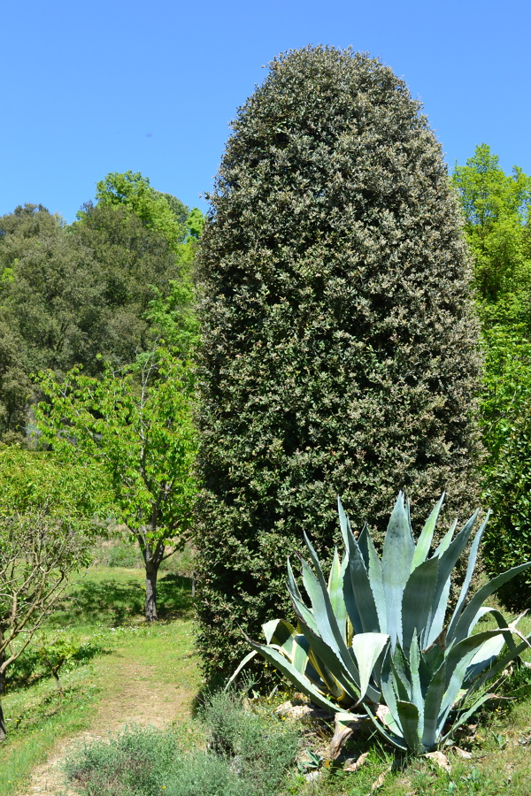 Quercus ilex